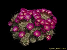 Sulcorebutia steinbachii v. steinbachii HS18 2217